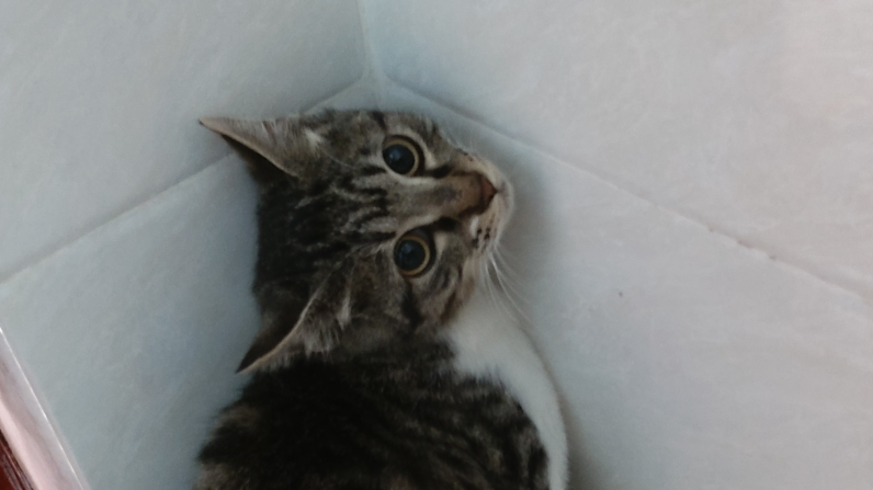 主人疫情原因回不来把猫咪寄养在我家,又是一只语言天才